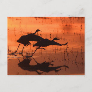 Cartão Postal Sandhill Crane Sunset