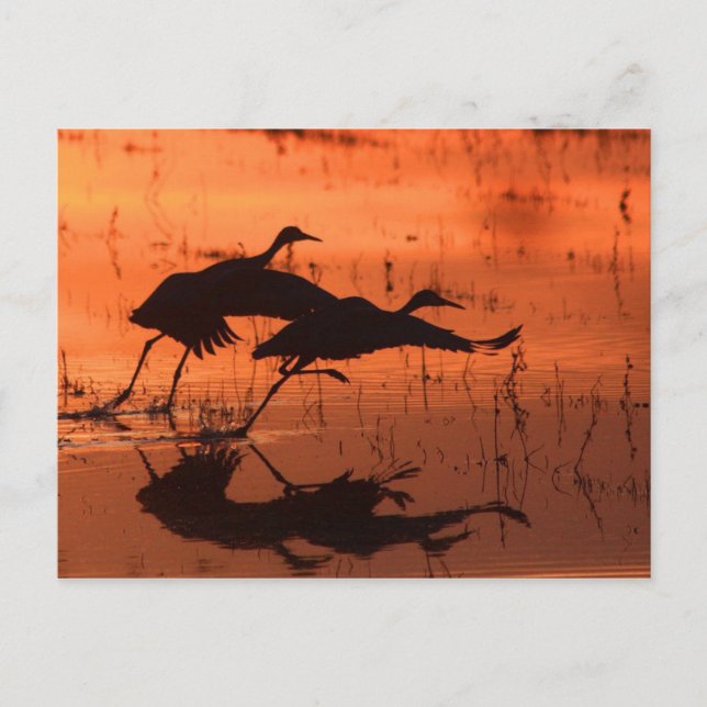 Cartão Postal Sandhill Crane Sunset (Frente)