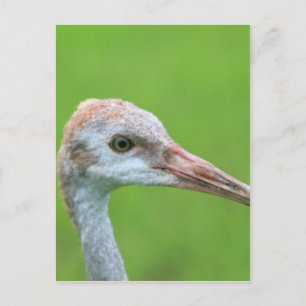 Cartão Postal Sandhill Crane Teen