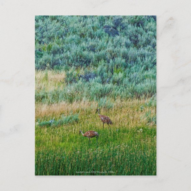 Cartão Postal Sandhill Cranes (Frente)
