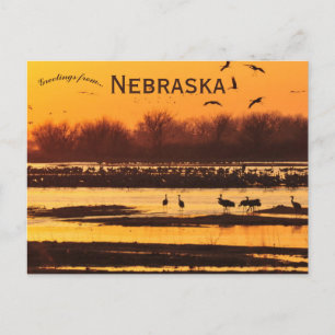 Cartão Postal Sandhill Cranes no PlateRiver Central de Nebraska