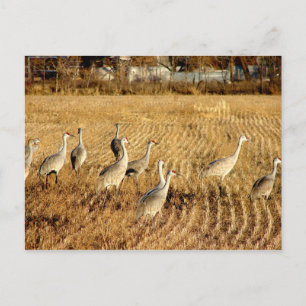 Cartão Postal Sandhilll Cranes