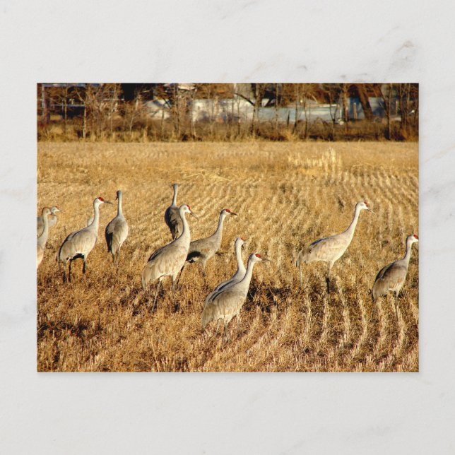 Cartão Postal Sandhilll Cranes (Frente)