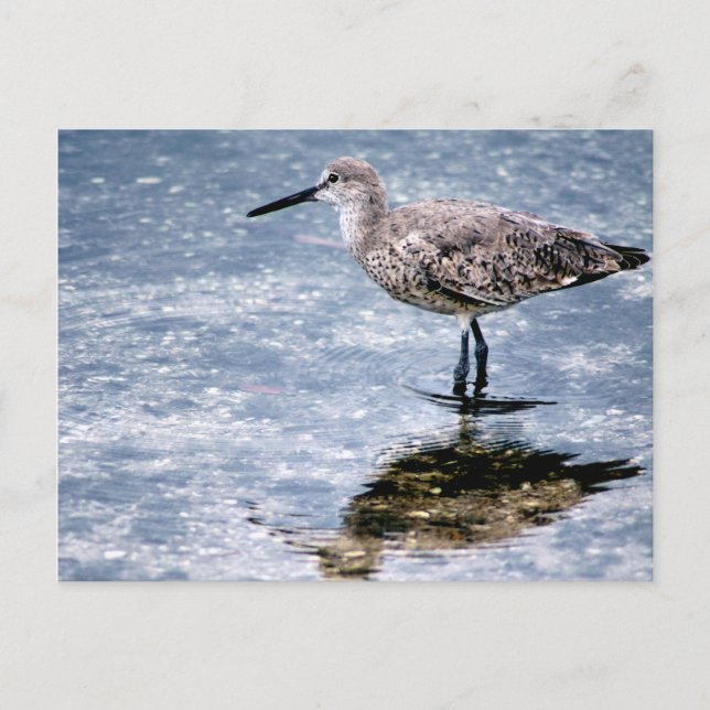 Cartão Postal Sandpipper (Frente)