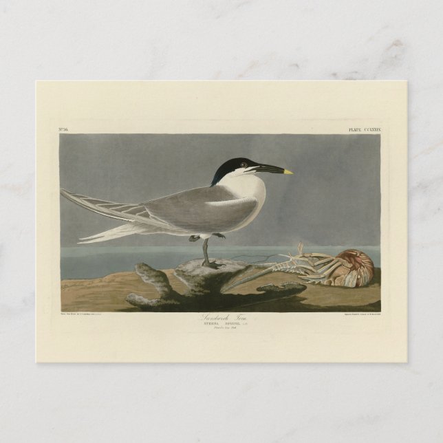 Cartão Postal Sanduíche (Cabot's) Tern, Aves de Audubon da Améri (Frente)