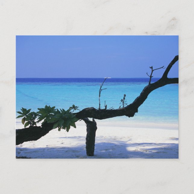 Cartão Postal Sandy Beach 8 (Frente)
