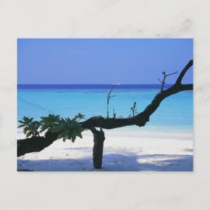 Cartão Postal Sandy Beach 8