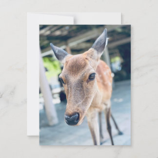 Cartão Postal Sanftes Nara Reh Japan Wildlife