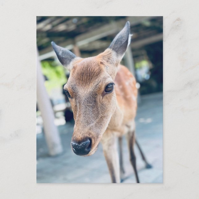Cartão Postal Sanftes Nara Reh Japan Wildlife (Frente)