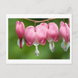 Cartão Postal sangrador