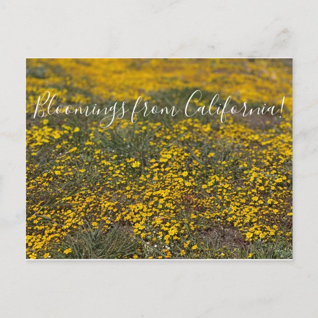 Cartão Postal Sangue da Califórnia! (Frente)