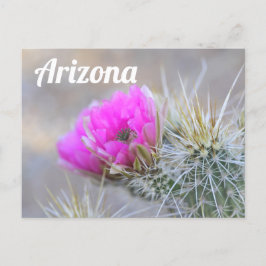 Cartão Postal Sangue de cacto rosa, Arizona