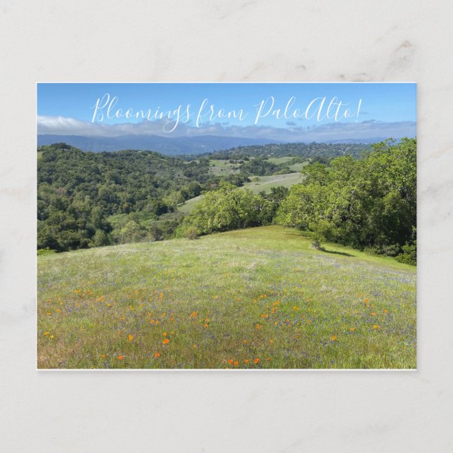 Cartão Postal Sangue de Palo Alto! (Frente)