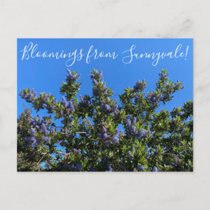 Cartão Postal Sangue de Sunnyvale: Ray Hartman Ceanothus