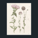 Cartão Postal Sangue Pressionado - Rosa<br><div class="desc">Pressionado Blooms III por Grace Popp. Apresenta flores cor-de-rosa prensadas.</div>