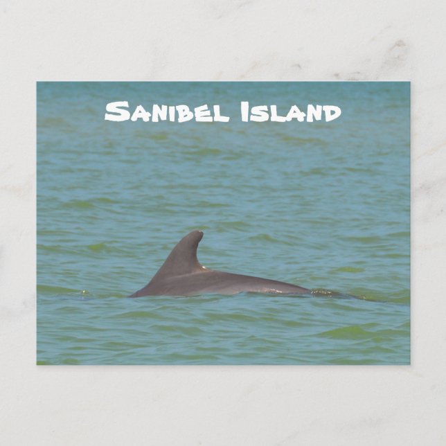 Cartão Postal Sanibel Dolphin (Frente)