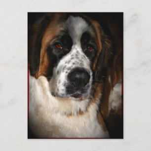 Cartão Postal Santo Bernard Postcards 2