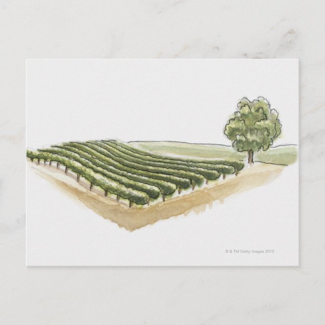 Cartão Postal Santo-Emilion, França (Frente)