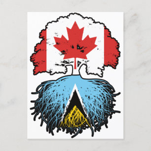 Cartão Postal Santo Lucia Santo Lucian Canada Tree Root