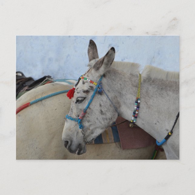 Cartão postal Santorini Donkey (Frente)