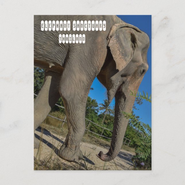 Cartão Postal Santuário da selva elefante (Frente)