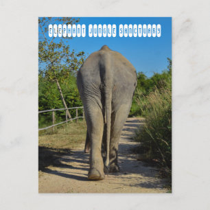 Cartão Postal Santuário da selva elefante