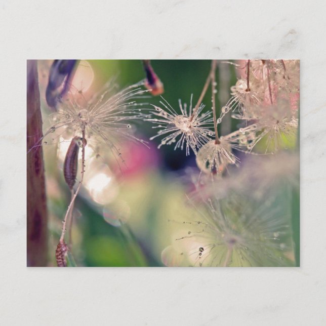 Cartão Postal Santuário Dandellion (Frente)