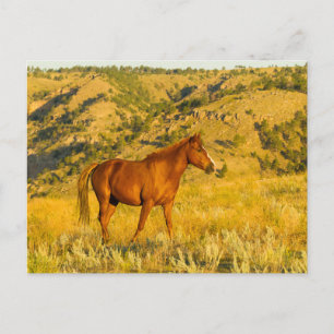 Cartão Postal Santuário de Cavalos Selvagens.