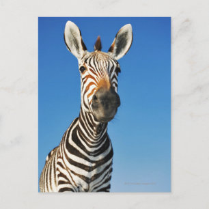Cartão Postal Santuário de Harnas Wildlife, Namíbia, Sul