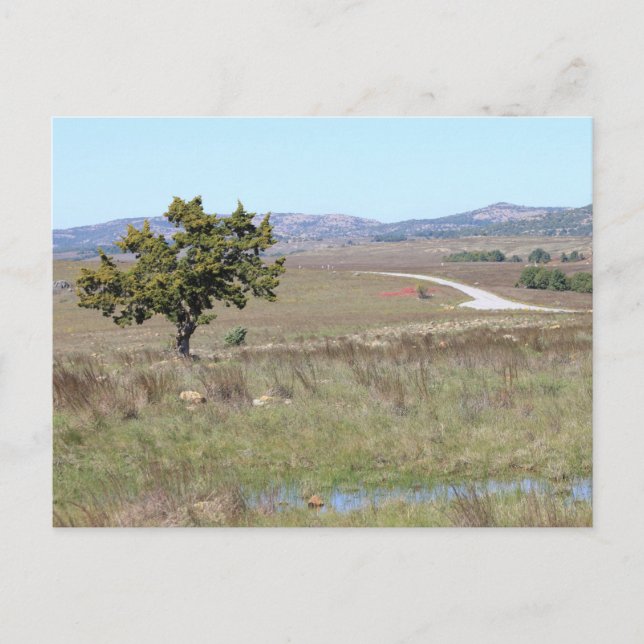 Cartão Postal Santuário de Vida Selvagem Witchita de Oklahoma (Frente)