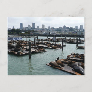 Cartão Postal São Francisco e Pier 39 Sea Lions City Skyline