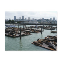 São Francisco e Pier 39 Sea Lions City Skyline