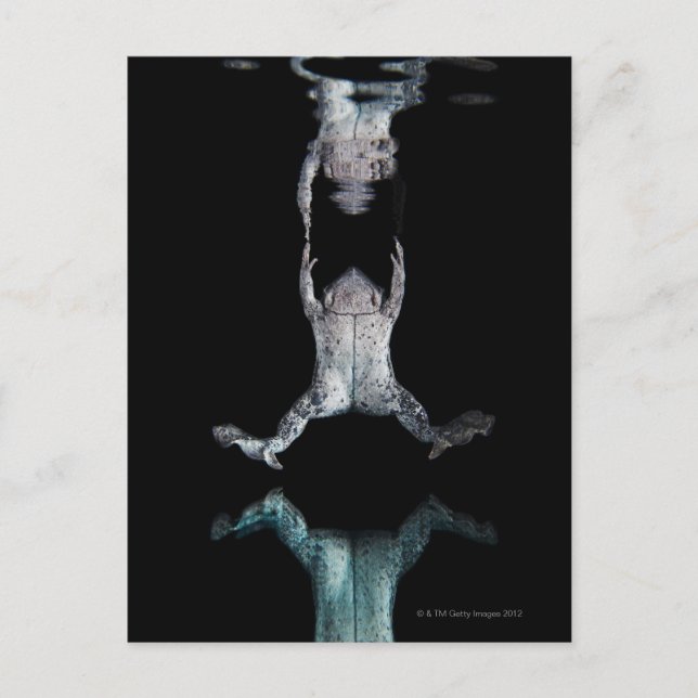 Cartão Postal Sapo (Frente)