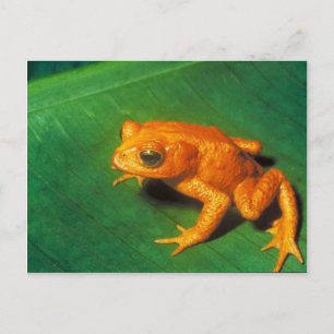 Cartão Postal Sapo