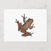 sapo