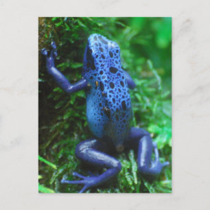 Cartão Postal sapo azul-1.jpg
