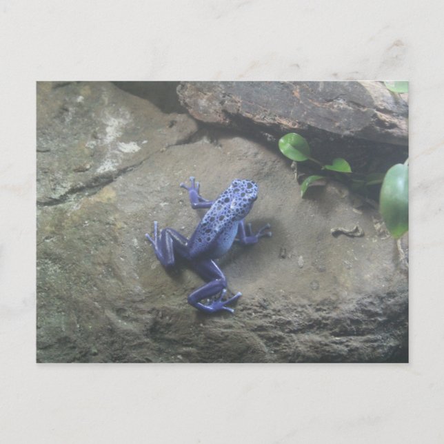 Cartão Postal Sapo Azureus Poison Dart (Frente)