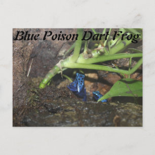 Cartão Postal Sapo Blue Poison Dart nº 2