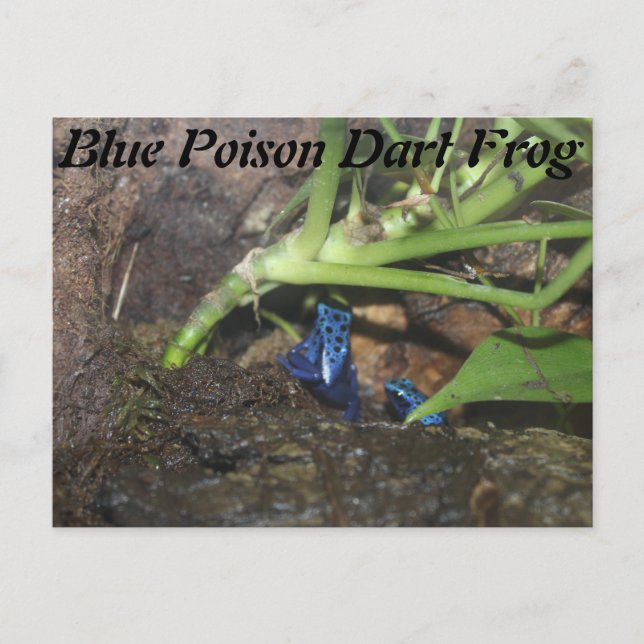 Cartão Postal Sapo Blue Poison Dart nº 2 (Frente)