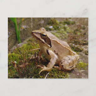 Cartão Postal Sapo castanho fecha