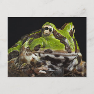 Cartão Postal Sapo Chifrado do Pacífico Ceratophrys stolzmanni)