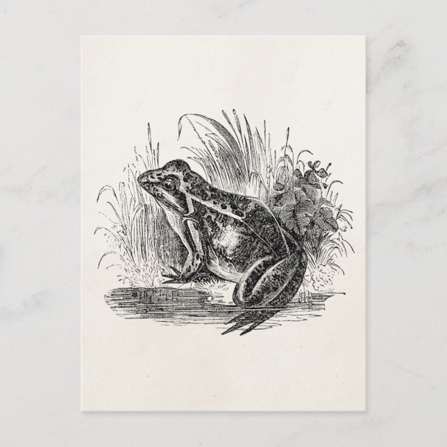 Cartão Postal Sapo comum Vintage - Vazio Modelo Sapos (Frente)