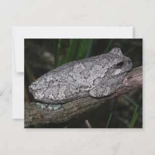 Cartão Postal Sapo da árvore cinza