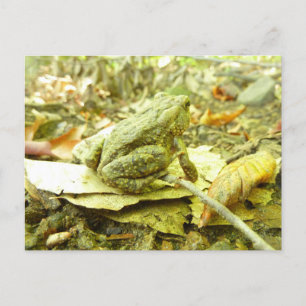 Cartão Postal Sapo da Floresta