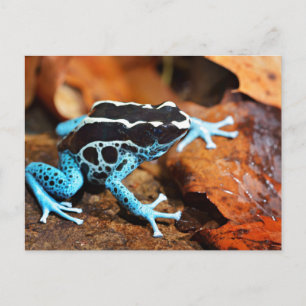 Cartão Postal Sapo Dart Dendrobates Tinctorius