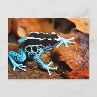 Cartão Postal Sapo Dart Dendrobates Tinctorius