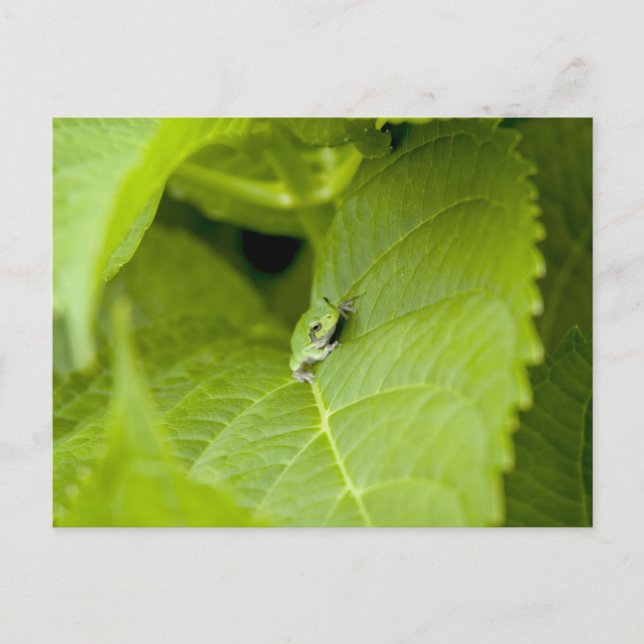 Cartão Postal Sapo de árvore (Frente)