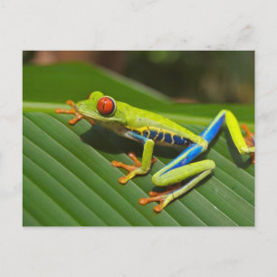 Cartão Postal Sapo de árvore