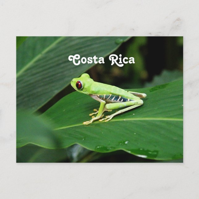 Cartão Postal Sapo de Árvore Costa Rica (Frente)