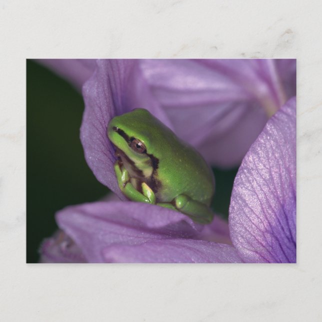 Cartão Postal Sapo de árvore de branco (Frente)